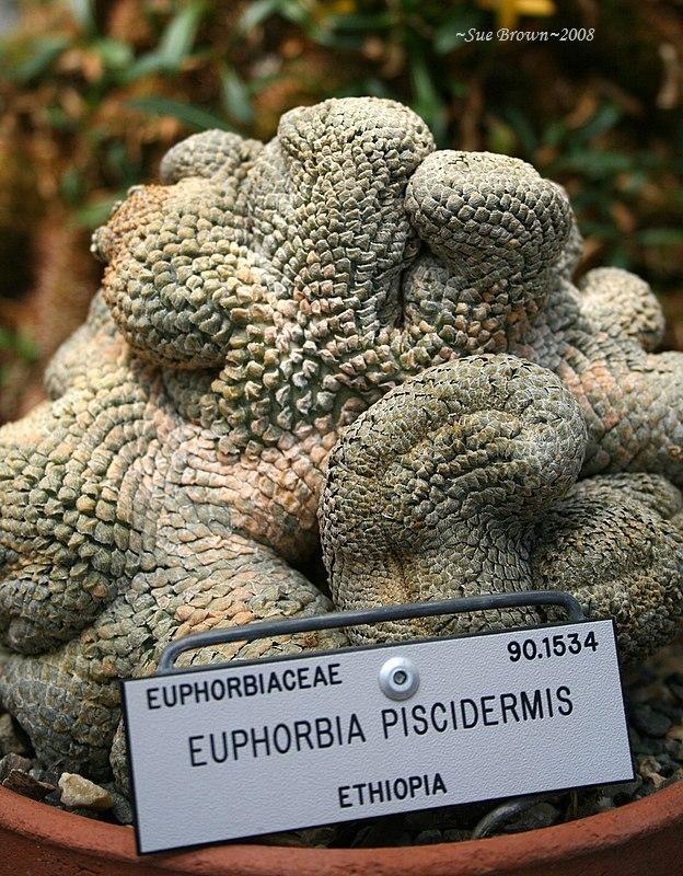 Photo of Euphorbia (Euphorbia piscidermis) uploaded by Calif_Sue