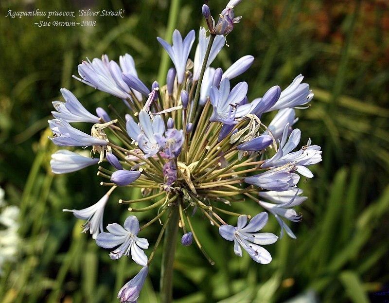 Photo of Lily of the Nile (Agapanthus 'Silver Streak') uploaded by Calif_Sue