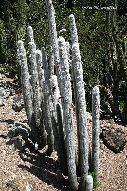 Photo of Silver Torch (Borzicactus strausii) uploaded by Calif_Sue