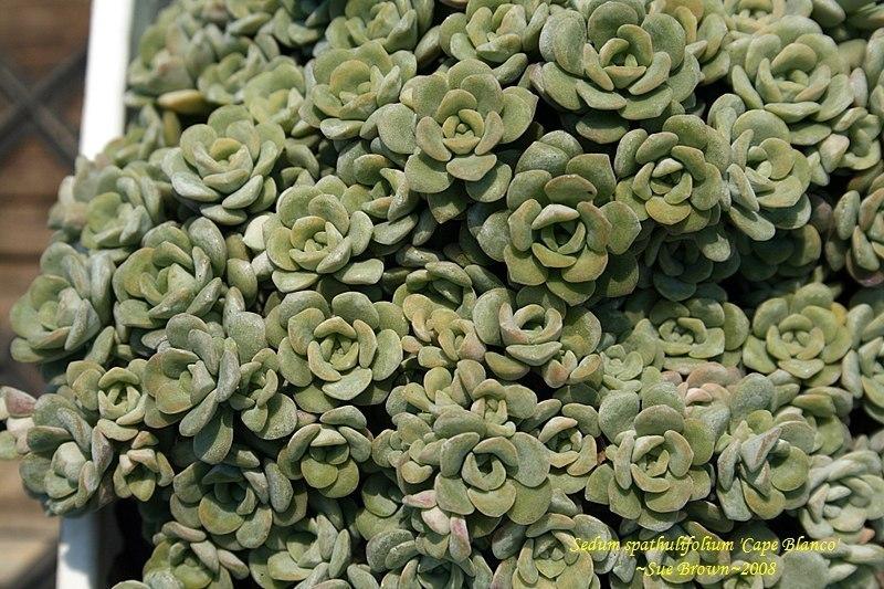 Photo of Stonecrop (Sedum spathulifolium subsp. pruinosum 'Cape Blanco') uploaded by Calif_Sue