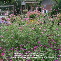 Location: UGA Trial Gardens in Athens, GA
Date: July 2009
The taller plant in the back is Gomphrena 'Fireworks', with the s