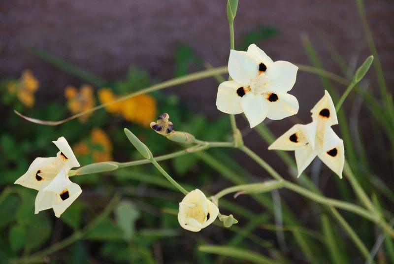 Photo of African Iris (Dietes bicolor) uploaded by Icewolf