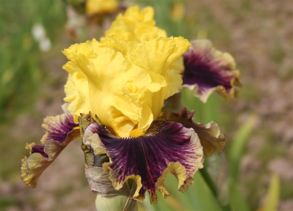 Photo of Tall Bearded Iris (Iris 'Treasure Trader') uploaded by KentPfeiffer