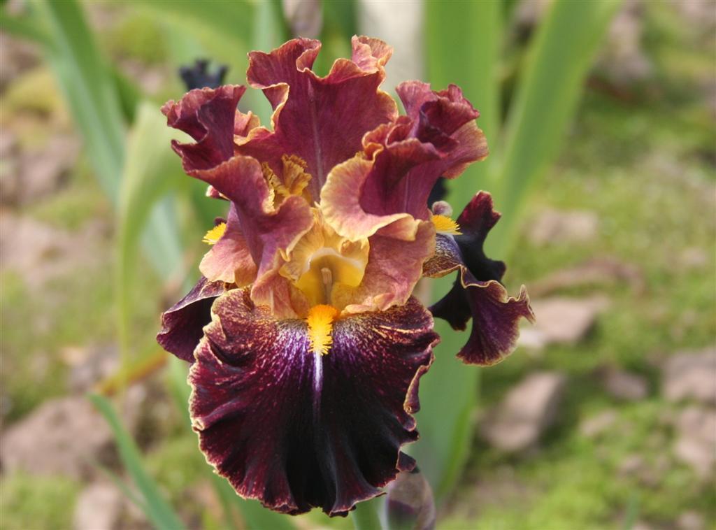 Photo of Tall Bearded Iris (Iris 'Wise Woman') uploaded by KentPfeiffer