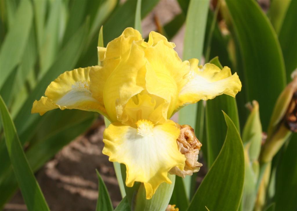 Photo of Standard Dwarf Bearded Iris (Iris 'Twitter') uploaded by KentPfeiffer