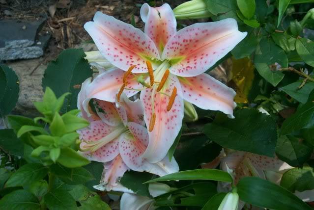 Photo of Lily (Lilium 'Salmon Star') uploaded by Newyorkrita