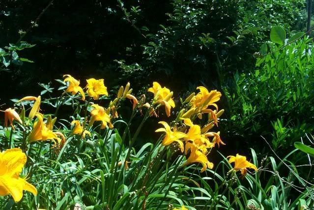 Photo of Daylilies (Hemerocallis) uploaded by Newyorkrita