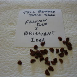 Location: Pleasant Grove, Utah
Date: 2011-10-20
Tall Bearded Iris Seed