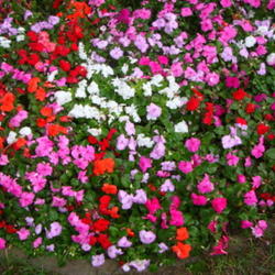 Location: Pleasant Grove, Utah
Date: 2011-10-06
Bloom in a Utah Park
