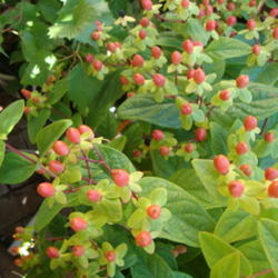 Location: At a Utah Nursery
Date: 2011-10-19
Fall ...seed pods, berries, ?