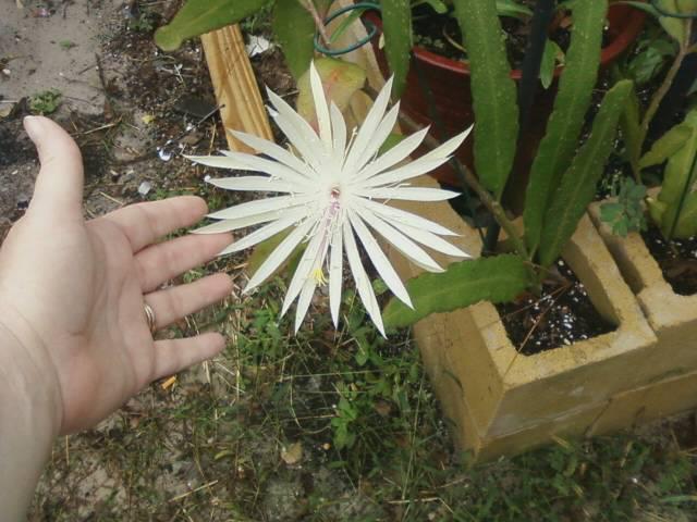 Photo of Hooker's Orchid Cactus (Epiphyllum hookeri) uploaded by Riverdolphin