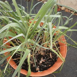 Location: My garden, Middle Tennessee
Date: 2011-10-20
Container-grown leeks