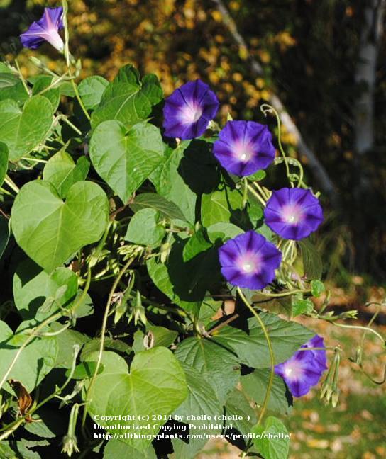 Photo of Tall Morning Glory (Ipomoea purpurea 'Star of Yelta') uploaded by chelle