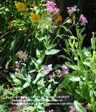 Photo of Garden Catchfly (Silene rubella subsp. rubella) uploaded by chelle