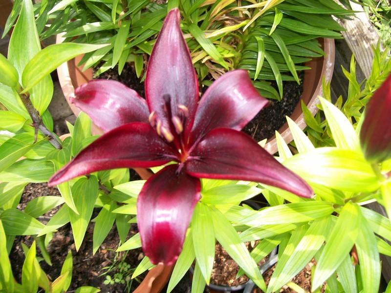 Photo of Lily (Lilium 'Dimension') uploaded by gwhizz