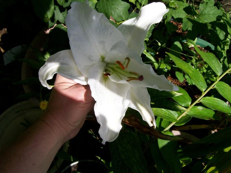 Photo of Oriental Lily (Lilium 'Casa Blanca') uploaded by gwhizz