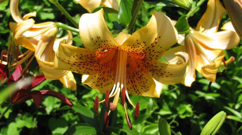 Photo of Lily (Lilium 'Zeus') uploaded by jmorth