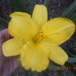 Location: gladwin michigan
Date: 2011-07-28
very pretty yellow