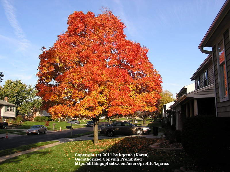 Photo of Sugar Maple (Acer saccharum) uploaded by kqcrna
