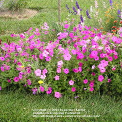 Location: Cincinnati, Ohio
Date: July 2009
Petunia Laura Bush, mixed pink and purple