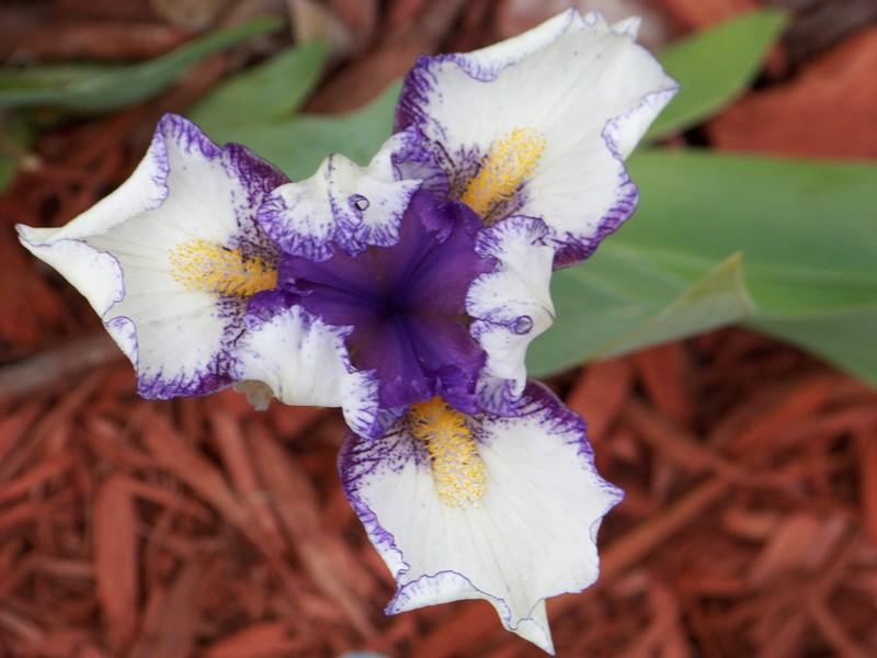 Photo of Standard Dwarf Bearded Iris (Iris 'Dollop') uploaded by mattsmom