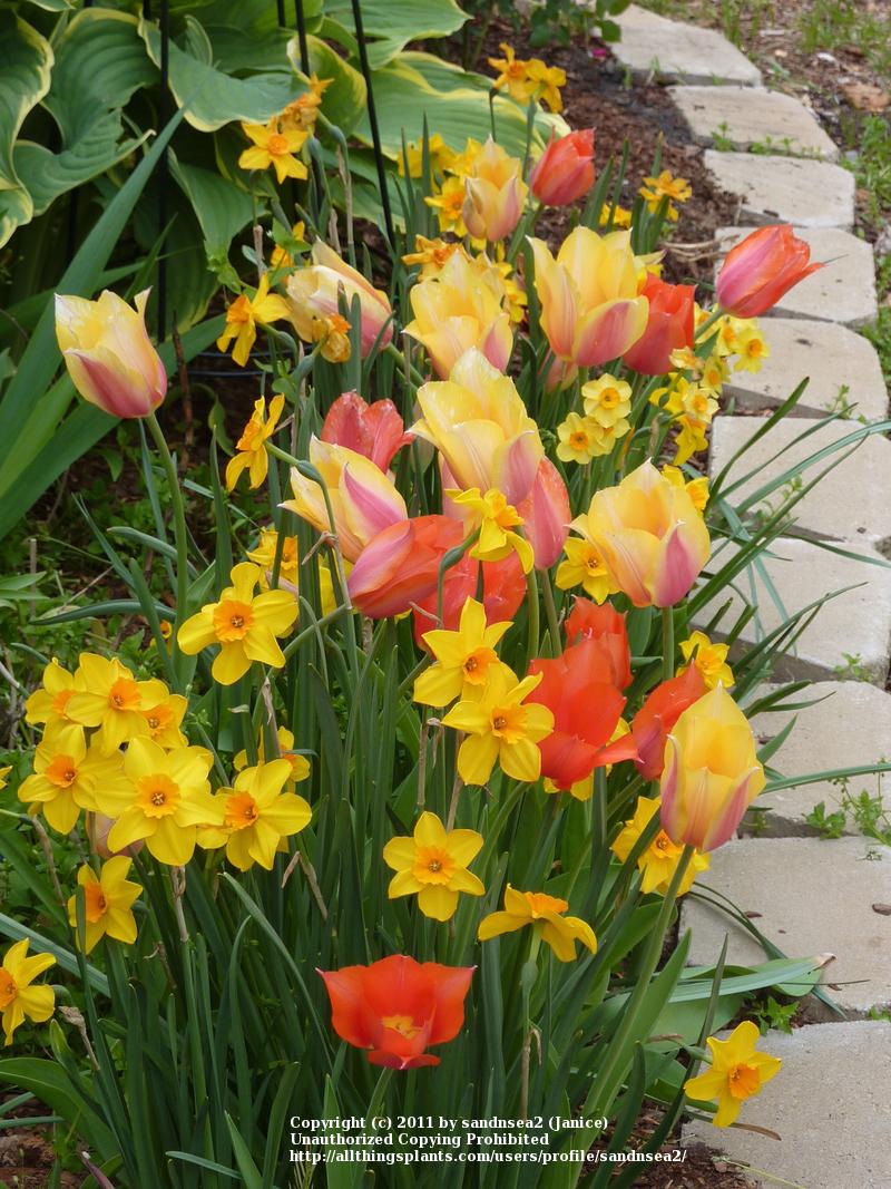 Photo of Tulips (Tulipa) uploaded by sandnsea2