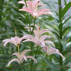 Location: Illinois
Date: 2011-07-13
Cramer's Pink Pollenless Lily