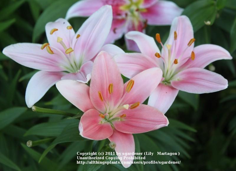 Photo of Lily (Lilium 'Chianti') uploaded by sgardener