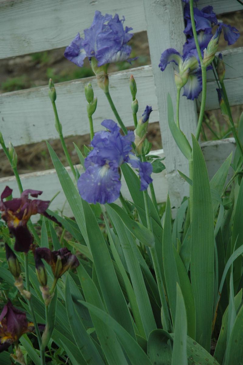 Photo of Tall Bearded Iris (Iris 'Victoria Falls') uploaded by sheryl