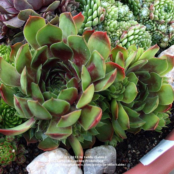 Photo of Hen and Chicks (Sempervivum 'Gay Jester') uploaded by tabby