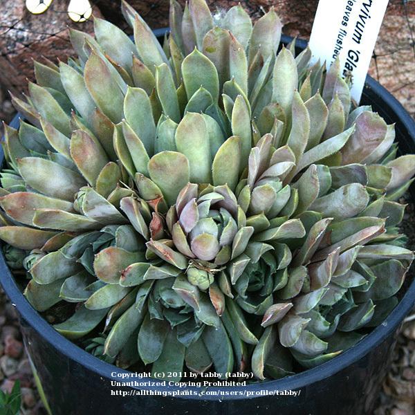 Photo of Hen and Chicks (Sempervivum 'Glauca Minor') uploaded by tabby