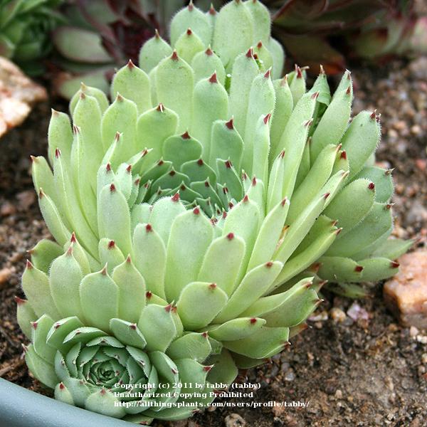 Photo of Hen and Chicks (Sempervivum calcareum 'Pink Pearl') uploaded by tabby