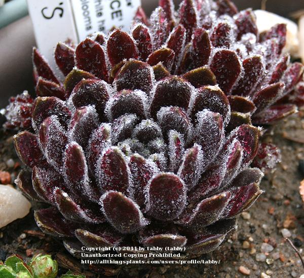Photo of Hen and Chicks (Sempervivum 'Raspberry Ice') uploaded by tabby