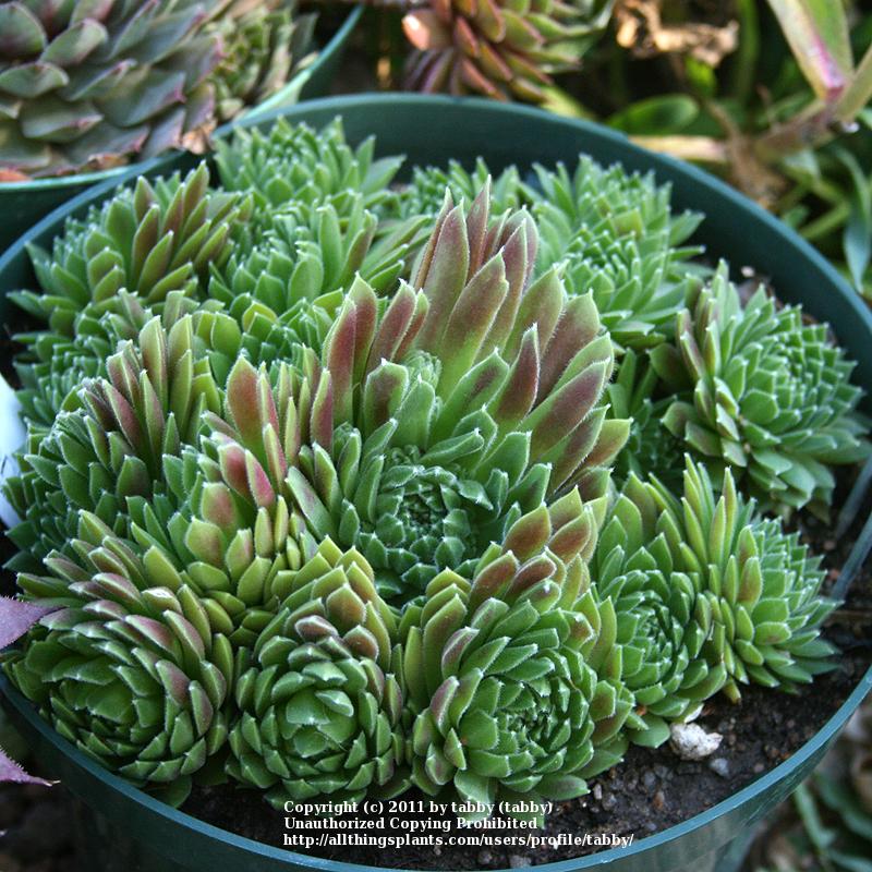 Photo of Hen and Chicks (Sempervivum 'Anne Marie') uploaded by tabby