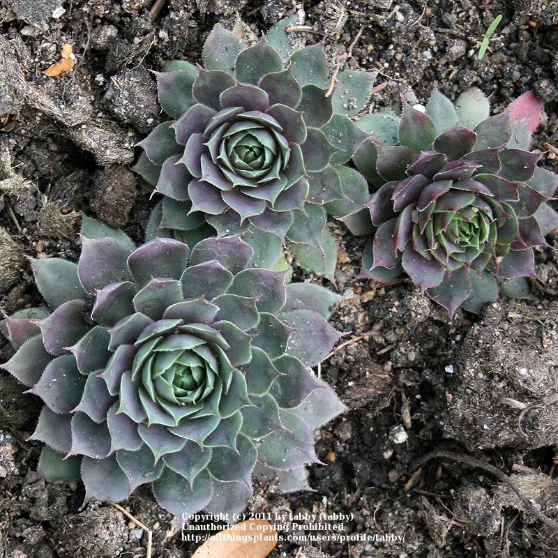 Photo of Hen and Chicks (Sempervivum 'Pacific Jordan') uploaded by tabby