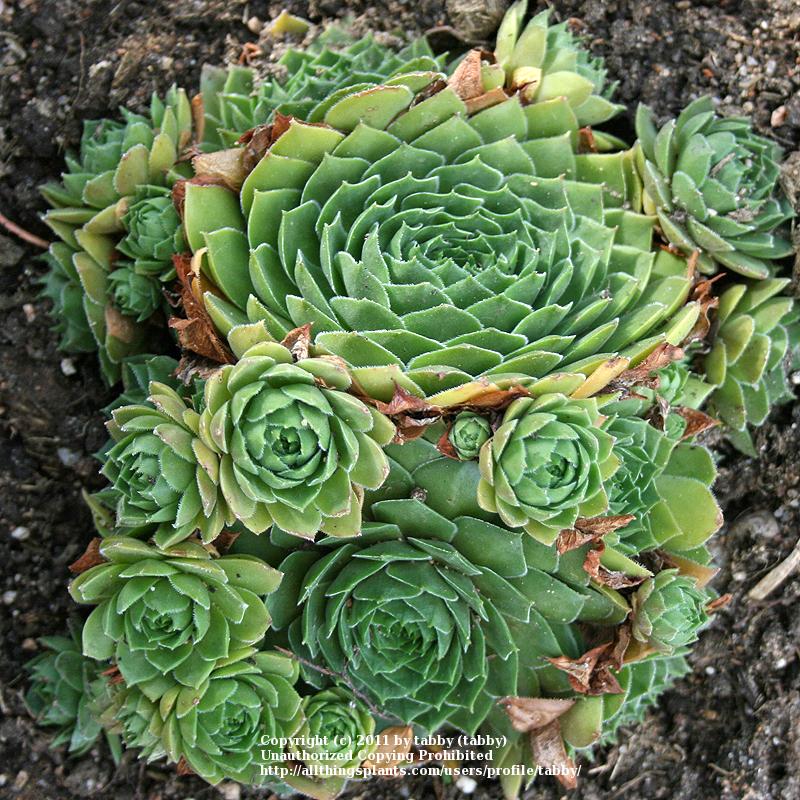 Photo of Hen and Chicks (Sempervivum 'Olivette') uploaded by tabby