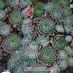 Location: My garden - Arvada, Colorado zone 5
Date: Oct 16, 2011
Very prolific!