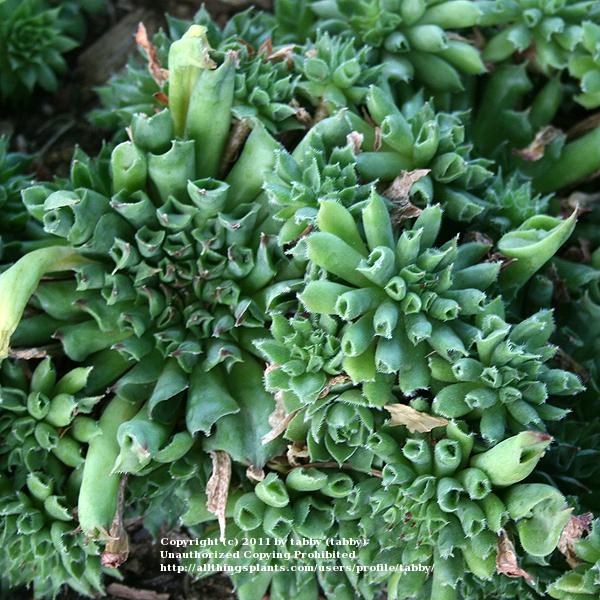 Photo of Hen and Chicks (Sempervivum 'Oddity') uploaded by tabby
