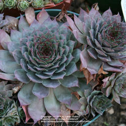 Location: My garden - Arvada, Colorado zone 5
Date: Oct 16, 2011
Purchased from Timberline Gardens in Arvada, Co.