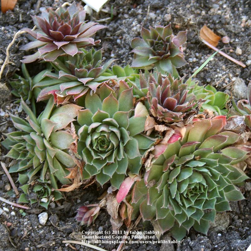 Photo of Hen and Chicks (Sempervivum 'Dame Arsac') uploaded by tabby