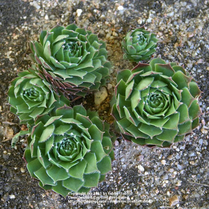 Photo of Hen and Chicks (Sempervivum 'Sioux') uploaded by tabby