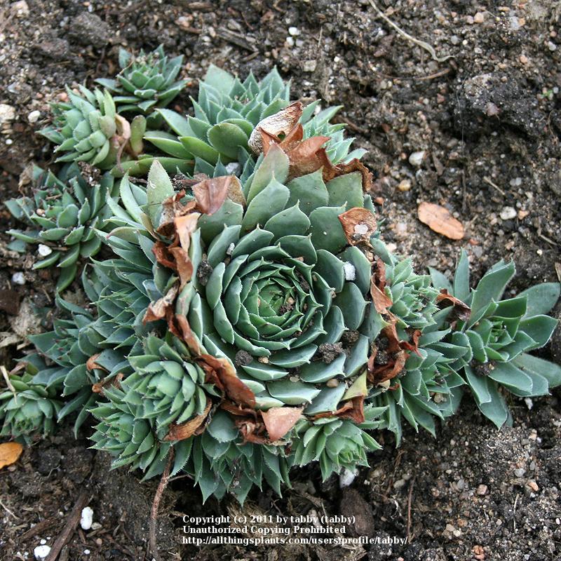 Photo of Hen and Chicks (Sempervivum 'Pacific Blue Ice') uploaded by tabby