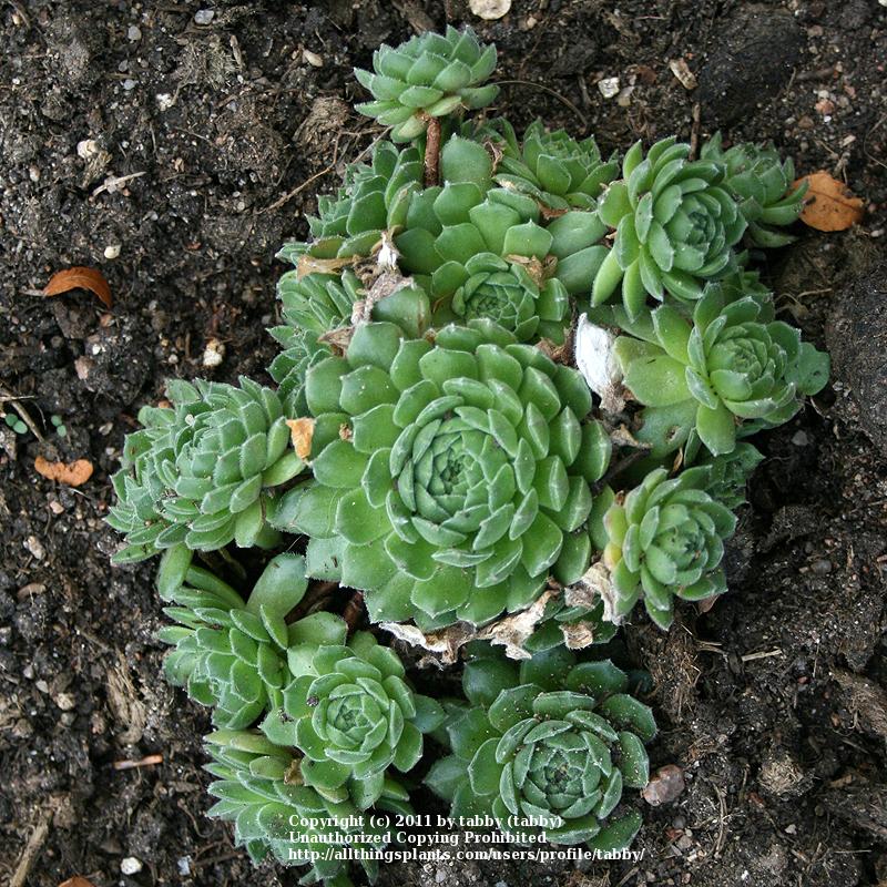 Photo of Hen and Chicks (Sempervivum 'Green Gables') uploaded by tabby