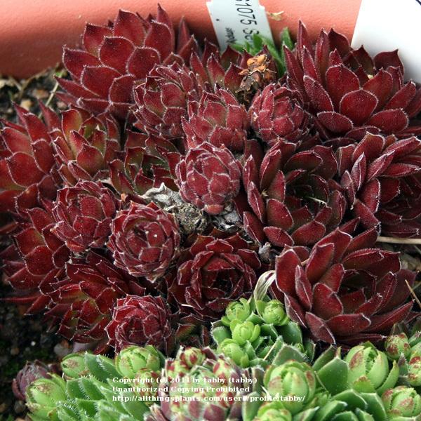 Photo of Hen and Chicks (Sempervivum 'Aglow') uploaded by tabby