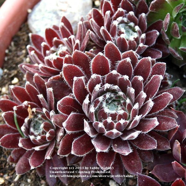 Photo of Hen and Chicks (Sempervivum 'Maigret') uploaded by tabby