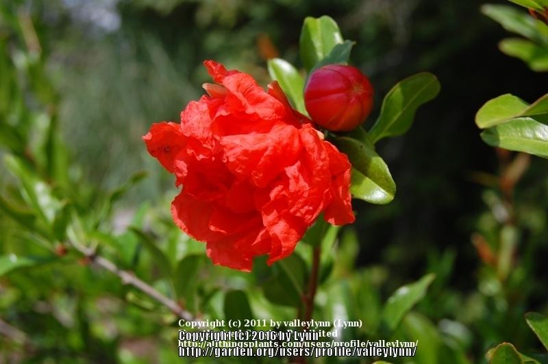 Photo of Dwarf Pomegranate (Punica granatum 'Chico') uploaded by valleylynn