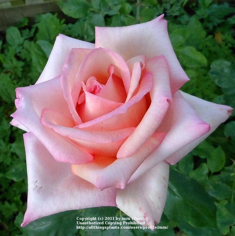 Photo of Rose (Rosa 'Oksana') uploaded by zuzu