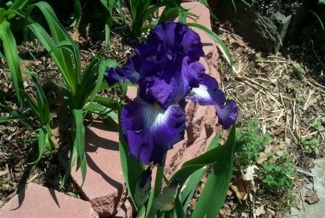 Photo of Tall Bearded Iris (Iris 'Spot Starter') uploaded by Newyorkrita