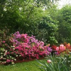 Location: In my garden 
spring azaleas