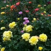 Location: In my front yard. Many roses in bloom.